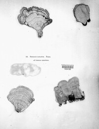 Image of Stereum lobatum